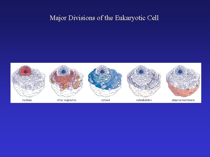 Major Divisions of the Eukaryotic Cell 