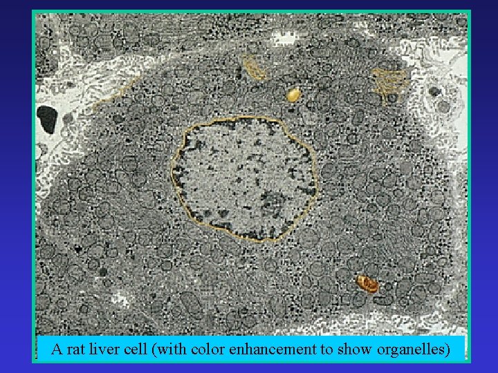 A rat liver cell (with color enhancement to show organelles) 