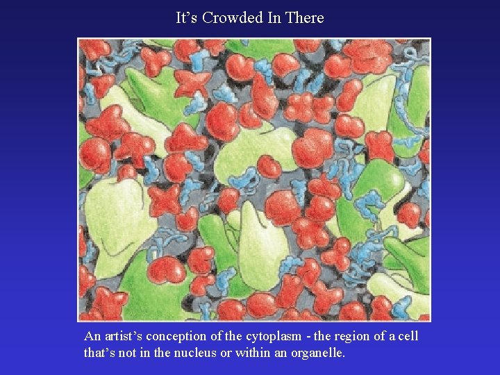 It’s Crowded In There An artist’s conception of the cytoplasm - the region of