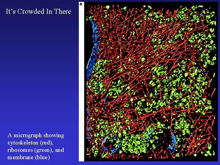 It’s Crowded In There A micrograph showing cytoskeleton (red), ribosomes (green), and membrane (blue)