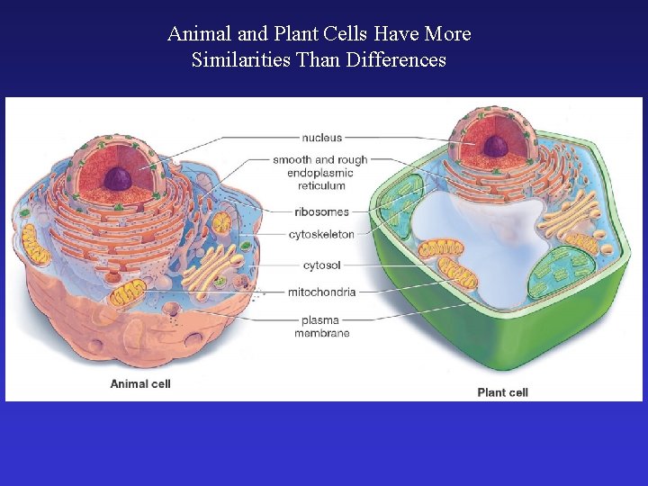 Animal and Plant Cells Have More Similarities Than Differences 