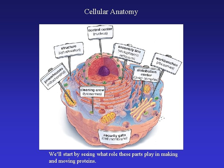 Cellular Anatomy We’ll start by seeing what role these parts play in making and