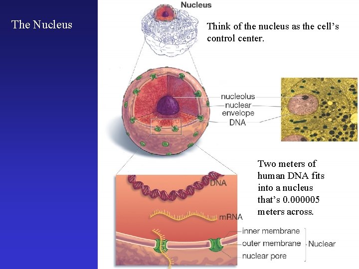 The Nucleus Think of the nucleus as the cell’s control center. Two meters of