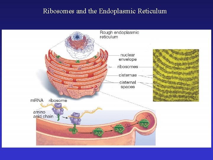 Ribosomes and the Endoplasmic Reticulum 