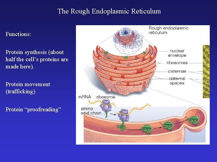 The Rough Endoplasmic Reticulum Functions: Protein synthesis (about half the cell’s proteins are made