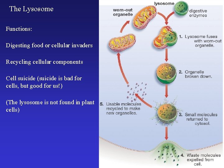 The Lysosome Functions: Digesting food or cellular invaders Recycling cellular components Cell suicide (suicide