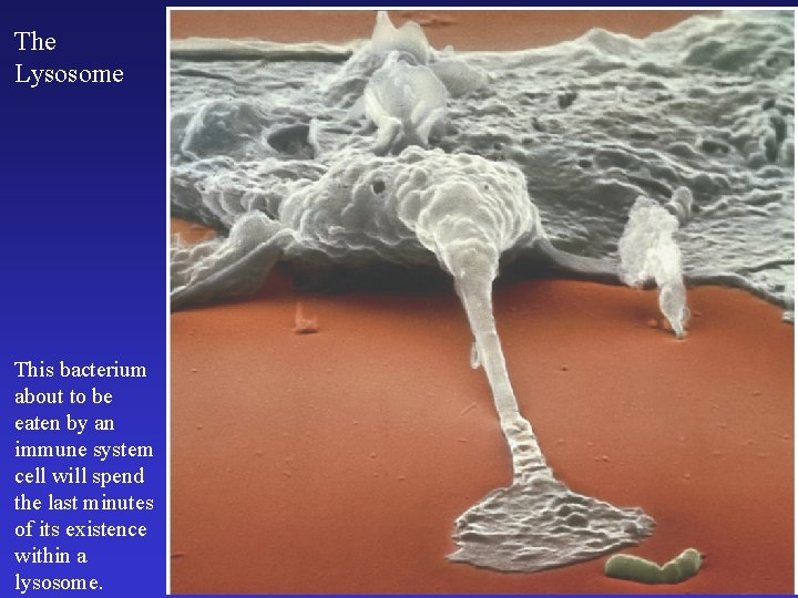 The Lysosome This bacterium about to be eaten by an immune system cell will