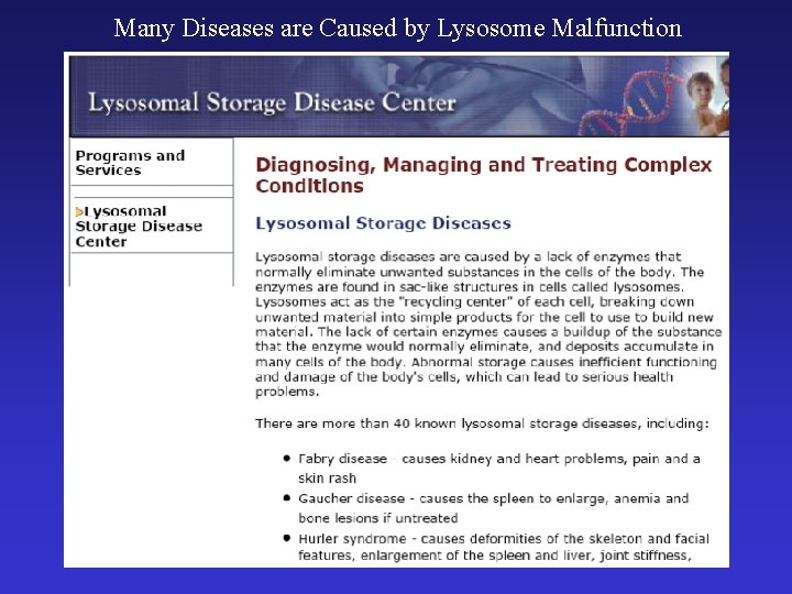 Many Diseases are Caused by Lysosome Malfunction 