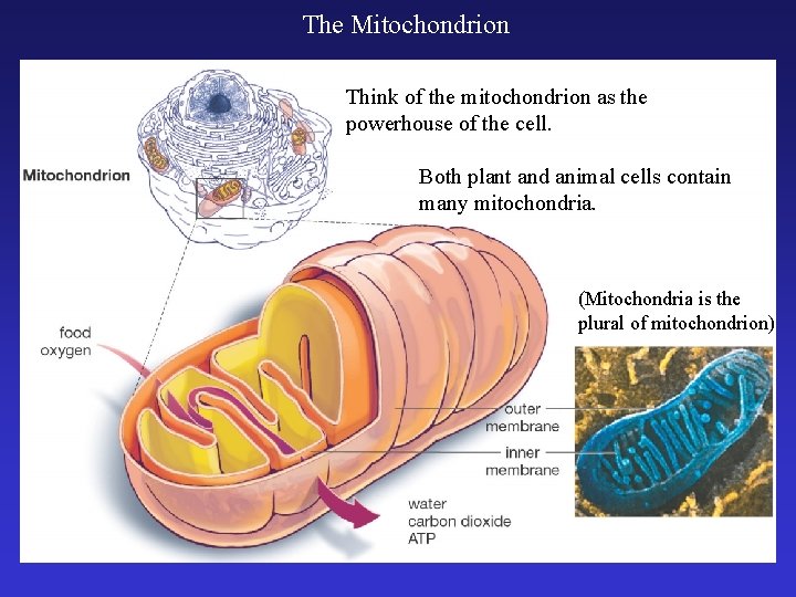 The Mitochondrion Think of the mitochondrion as the powerhouse of the cell. Both plant