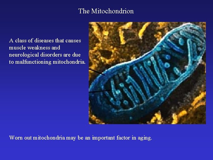 The Mitochondrion A class of diseases that causes muscle weakness and neurological disorders are