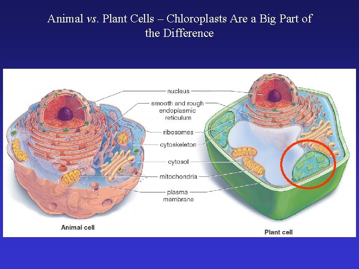 Animal vs. Plant Cells – Chloroplasts Are a Big Part of the Difference 
