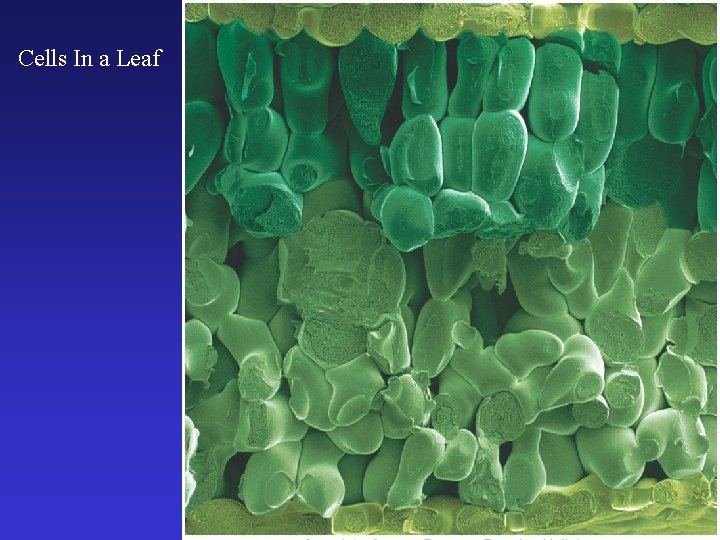 Cells In a Leaf 