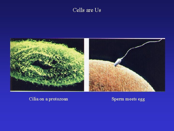 Cells are Us Cilia on a protozoan Sperm meets egg 