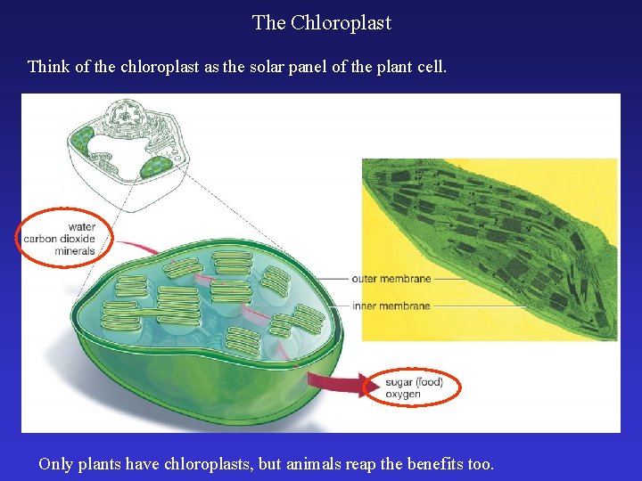 The Chloroplast Think of the chloroplast as the solar panel of the plant cell.