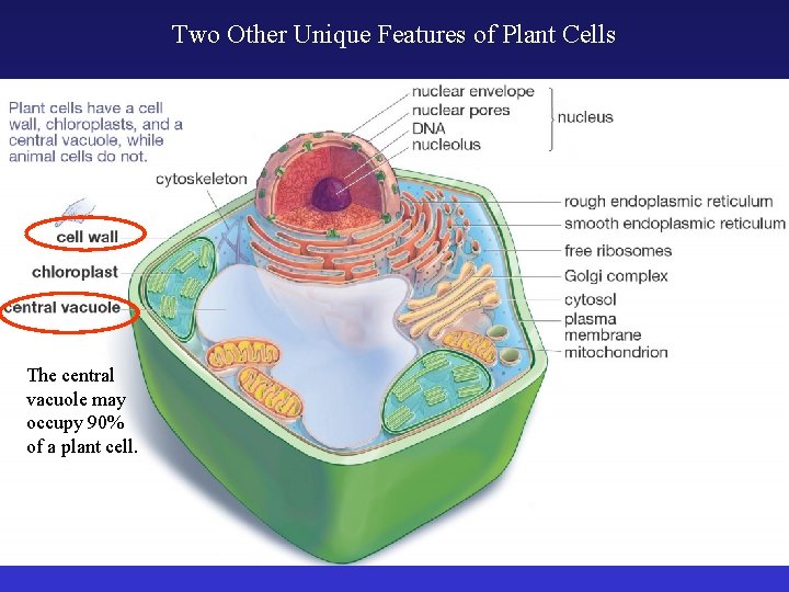 Two Other Unique Features of Plant Cells The central vacuole may occupy 90% of
