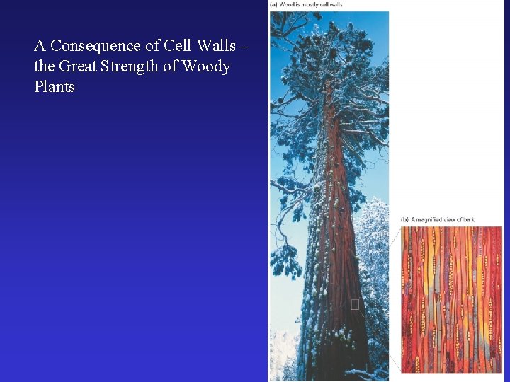 A Consequence of Cell Walls – the Great Strength of Woody Plants 