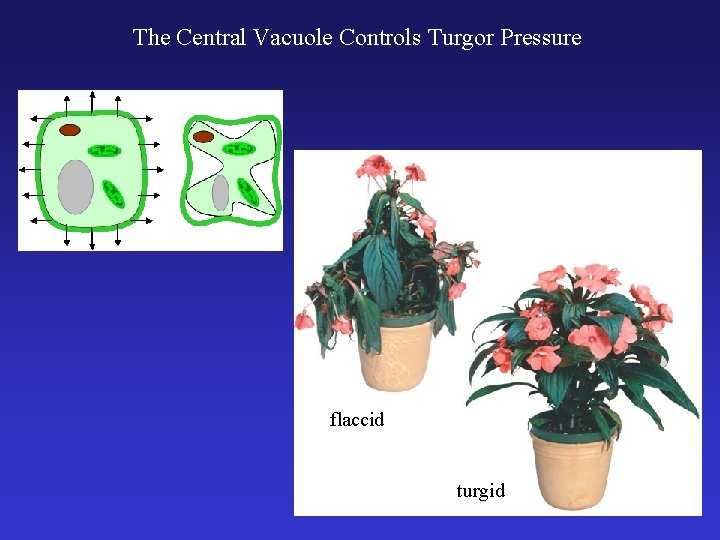 The Central Vacuole Controls Turgor Pressure flaccid turgid 
