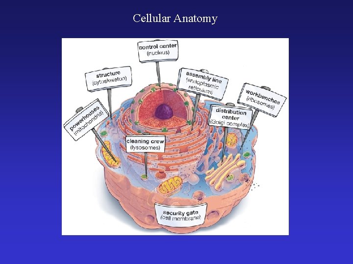 Cellular Anatomy 