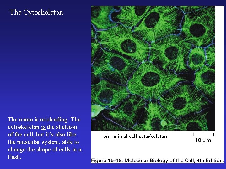 The Cytoskeleton The name is misleading. The cytoskeleton is the skeleton of the cell,