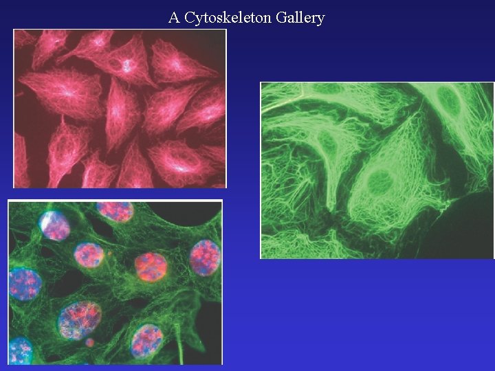 A Cytoskeleton Gallery 