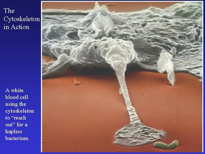 The Cytoskeleton in Action A white blood cell using the cytoskeleton to “reach out”