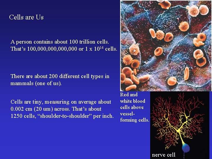Cells are Us A person contains about 100 trillion cells. That’s 100, 000, 000