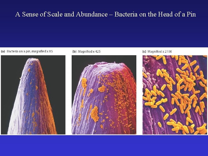 A Sense of Scale and Abundance – Bacteria on the Head of a Pin