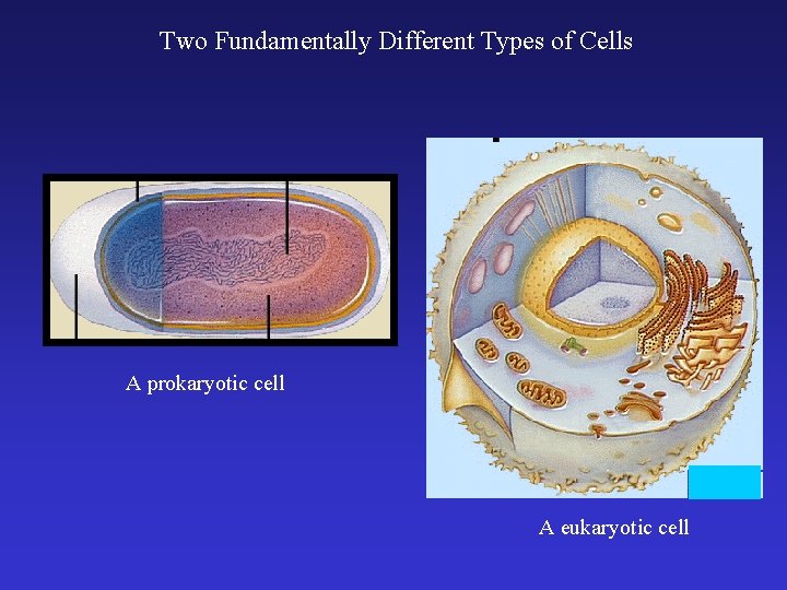 Two Fundamentally Different Types of Cells A prokaryotic cell A eukaryotic cell 