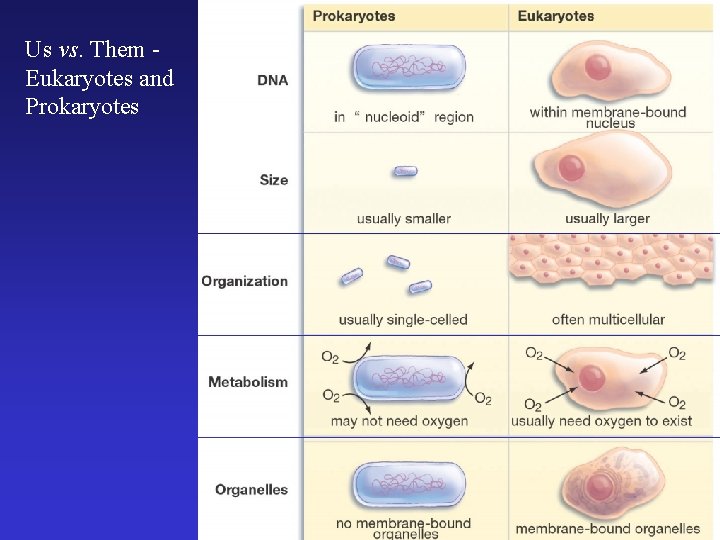 Us vs. Them Eukaryotes and Prokaryotes 