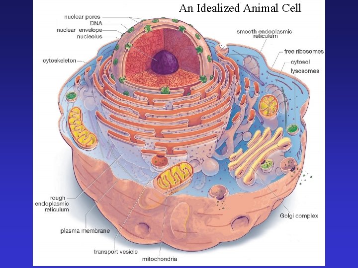 An Idealized Animal Cell 