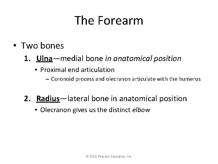 The Forearm • Two bones 1. Ulna—medial bone in anatomical position • Proximal end The Forearm • Two bones 1. Ulna—medial bone in anatomical position • Proximal end