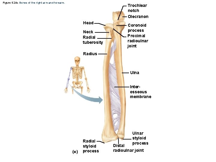 Figure 5. 24 c Bones of the right arm and forearm. Trochlear notch Olecranon Figure 5. 24 c Bones of the right arm and forearm. Trochlear notch Olecranon