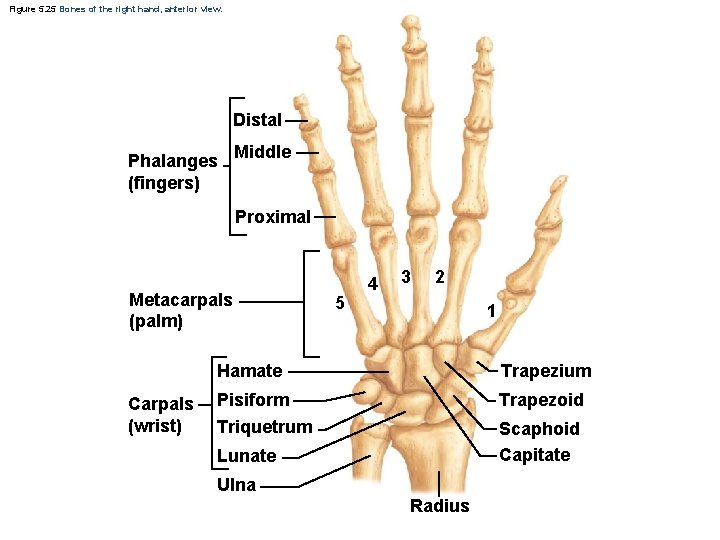 Figure 5. 25 Bones of the right hand, anterior view. Distal Phalanges (fingers) Middle Figure 5. 25 Bones of the right hand, anterior view. Distal Phalanges (fingers) Middle