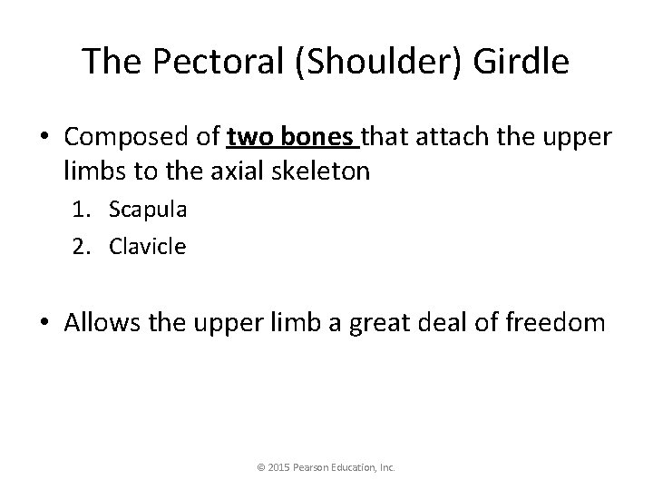 The Pectoral (Shoulder) Girdle • Composed of two bones that attach the upper limbs The Pectoral (Shoulder) Girdle • Composed of two bones that attach the upper limbs