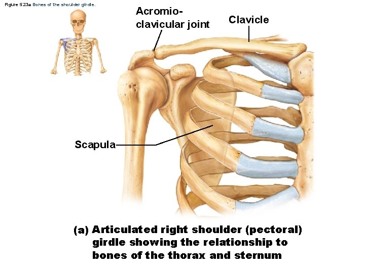 Figure 5. 23 a Bones of the shoulder girdle. Acromioclavicular joint Clavicle Scapula (a)
