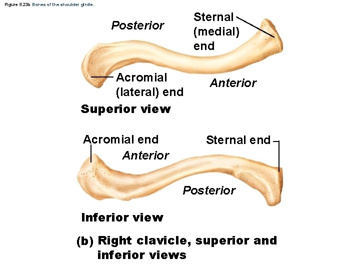 Figure 5. 23 b Bones of the shoulder girdle. Sternal (medial) end Posterior Acromial