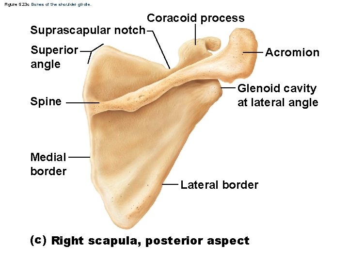 Figure 5. 23 c Bones of the shoulder girdle. Suprascapular notch Coracoid process Superior