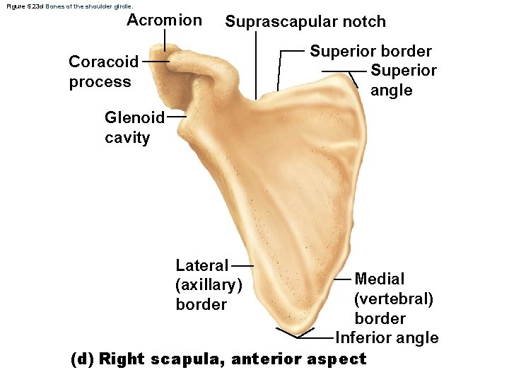 Figure 5. 23 d Bones of the shoulder girdle. Acromion Suprascapular notch Superior border Figure 5. 23 d Bones of the shoulder girdle. Acromion Suprascapular notch Superior border