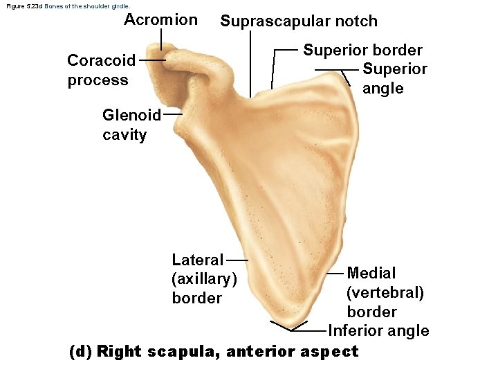 Figure 5. 23 d Bones of the shoulder girdle. Acromion Suprascapular notch Superior border