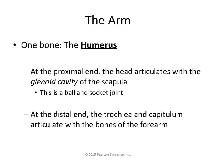 The Arm • One bone: The Humerus – At the proximal end, the head The Arm • One bone: The Humerus – At the proximal end, the head