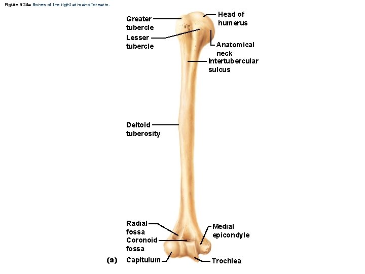 Figure 5. 24 a Bones of the right arm and forearm. Greater tubercle Lesser