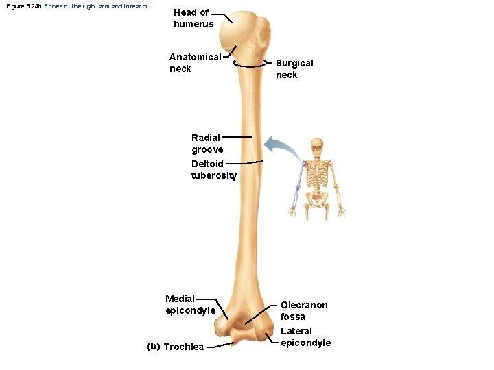 Figure 5. 24 b Bones of the right arm and forearm. Head of humerus Figure 5. 24 b Bones of the right arm and forearm. Head of humerus