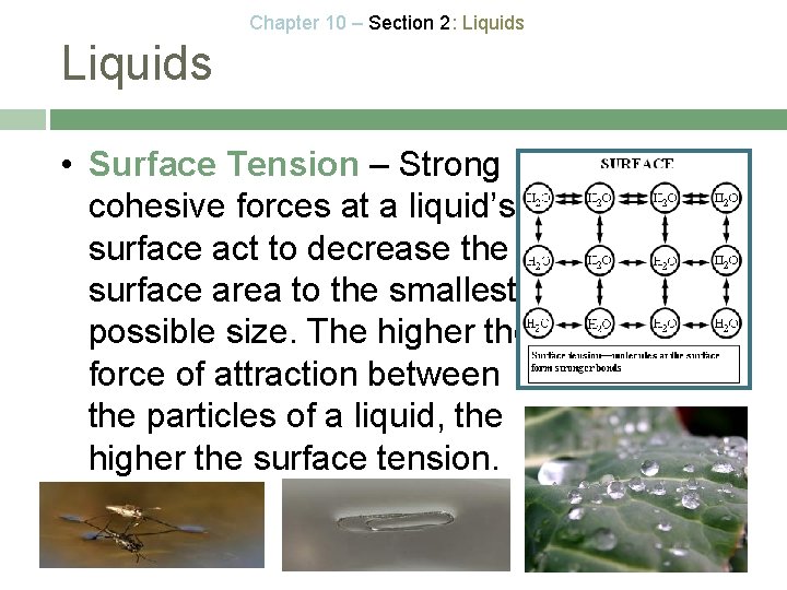 Chapter 10 – Section 2: Liquids • Surface Tension – Strong cohesive forces at