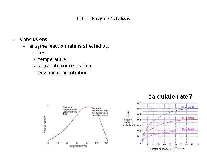 Lab 2: Enzyme Catalysis • Conclusions – enzyme reaction rate is affected by: •