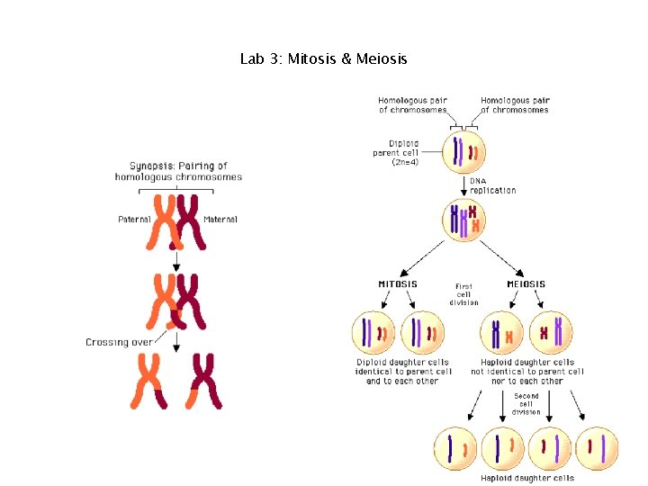 Lab 3: Mitosis & Meiosis 