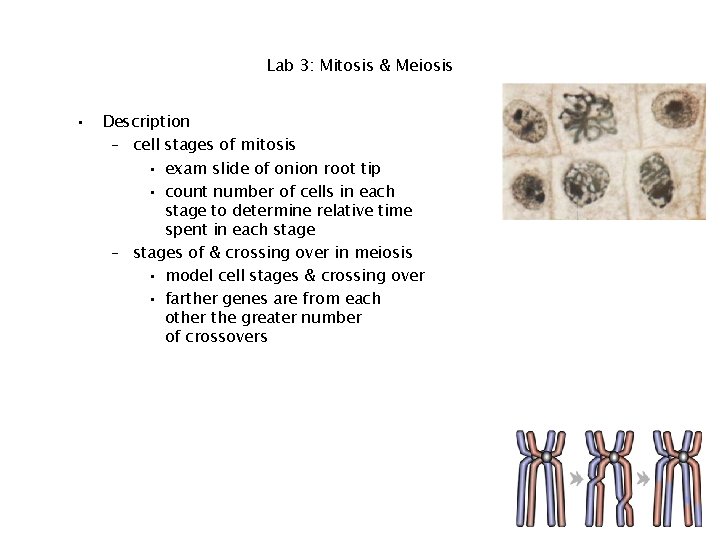 Lab 3: Mitosis & Meiosis • Description – cell stages of mitosis • exam