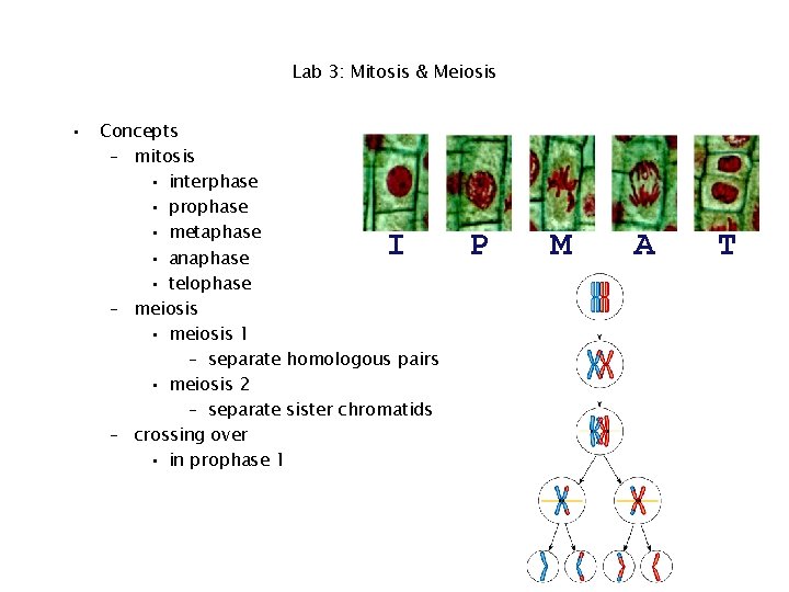 Lab 3: Mitosis & Meiosis • Concepts – mitosis • interphase • prophase •