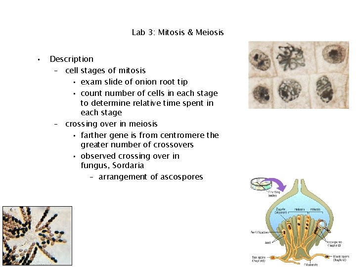 Lab 3: Mitosis & Meiosis • Description – cell stages of mitosis • exam