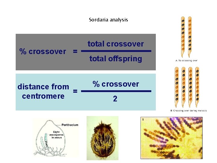 Sordaria analysis % crossover = distance from = centromere total crossover total offspring %