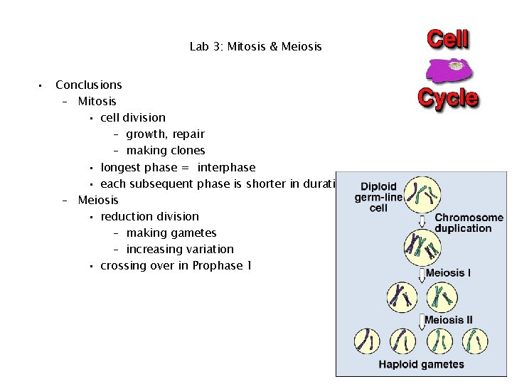 Lab 3: Mitosis & Meiosis • Conclusions – Mitosis • cell division – growth,